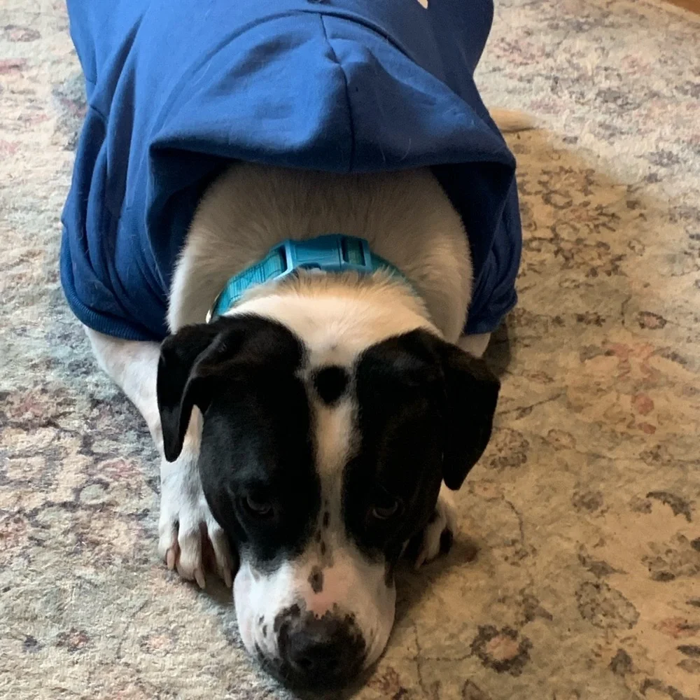 BINGPET Blue Security Dog Hoodie Sweatshirt, Soft Fleece, [Size Large] NWOT